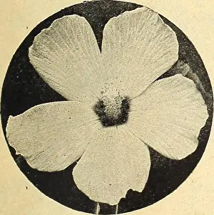 Sowing Prints: This catalog from Currie's farm and garden annual showcases a variety of horticultural seeds