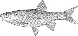 Bookpublisher Prints: Catalogue of the fresh-water fishes of Africa in the British museum (Natural history)