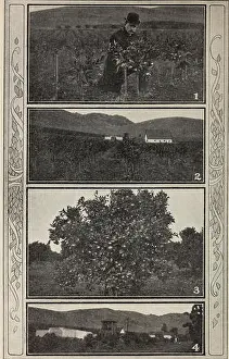 Bookauthorhenryggi Prints: [Catalogue]. Nursery stock California Fresno Catalogs; Nurseries (Horticulture)