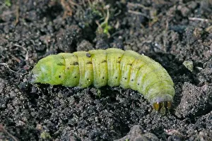 Lichen Prints: Caterpillars of the large yellow underwing (Noctua pronuba)