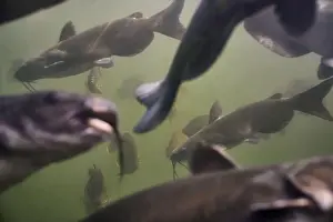 Riverbed Prints: Catfish fish in large tank
