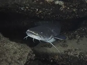 Pont Prints: A catfish (Silurus glanis), catfish