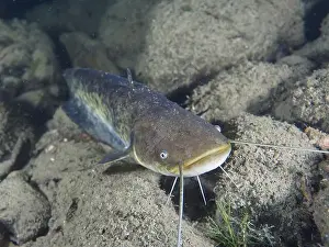 Water Body Prints: A catfish (Silurus glanis), Waller