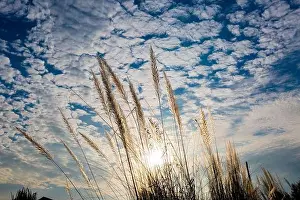 Golden Sunset Prints: Catkin flowers, Kans grass (Saccharum spontaneum) or Kashful (in bengali) with beautiful Blue Sky at Chandpur