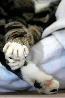 Cushion Prints: Cats Paws