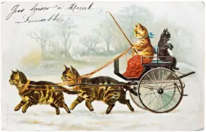 Tabby Prints: Cats riding and pulling carriage - early 1900s French postcard