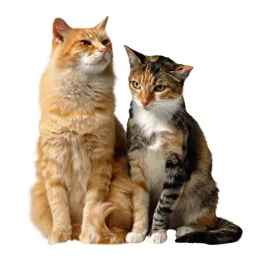 Softness Prints: Two cats on white