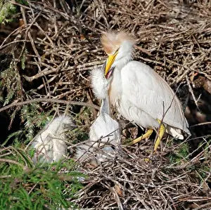 Egret Prints: Cattle egret (Bubulcus ibis) feeding chicks at the nest, Houston area, Texas, USA