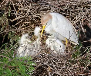 Egret Prints: Cattle egret (Bubulcus ibis) feeding chicks at the nest, Houston area, Texas, USA