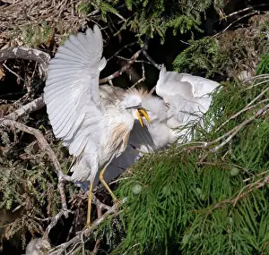 Egret Prints: Cattle egret (Bubulcus ibis) feeding older chicks in a tree, Houston area, Texas, USA