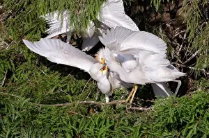 Egret Prints: Cattle egret (Bubulcus ibis) feeding older chicks in a tree, Houston area, Texas, USA