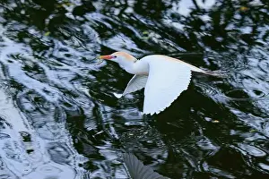 In The Air Prints: Cattle egret (Bubulcus ibis), in fly