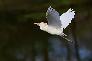 Flights Prints: Cattle egret (Bubulcus ibis), in fly