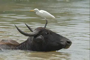 Comical Prints: Cattle Egret standing on a Water Buffalo's head, Sri Lanka