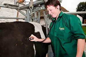 Examine Prints: Cattle farming, vet checking health of cow