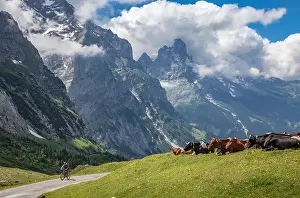 Dairy Farming Prints: cattle herd in the grasslands high above Grindelwald with Eiger North face in the background