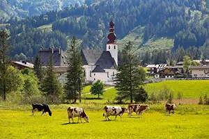 Mountain Lake Prints: Cattle pasture with the church St