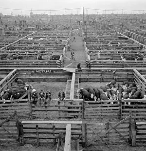 Pens Prints: Cattle in Pens at Union Stockyards before Auction Sale
