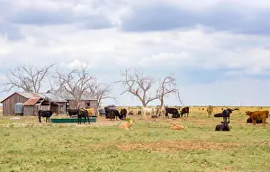 Shed Prints: Cattle ranch, Texas Panhandle near Amarillo, Texas, United States