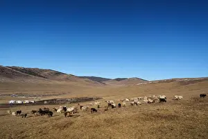 Mongolia Prints: Cattle sheeps walking on a mongolian steppe grassland
