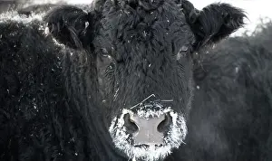 Farm Animal Prints: Cattle in Winter