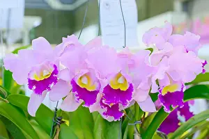 Floral Design Prints: Cattleya is a genus of 113 species of orchids from Costa Rica and the Antilles south to Argentina