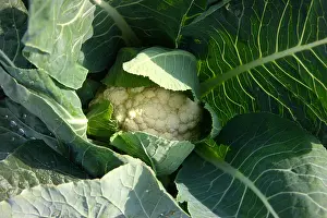 Agronomy Prints: Cauliflower