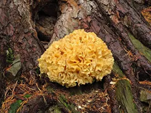 Mushrooms Prints: Cauliflower fungus, Sparassis crispa at the base of a conifer trunk
