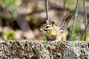 Whisker Prints: A cautious chipmunk peers over the ledge, looking at the camera