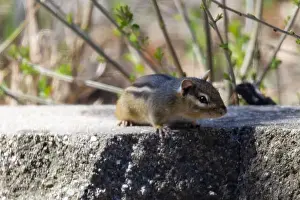 Whisker Prints: A cautious chipmunk peers over the ledge, looking at the camera