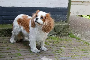Alertness Prints: Cavalier King Charles spaniel with white and brown spot look up