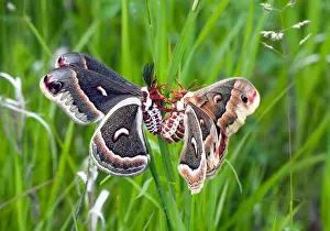 Mating Prints: Cecropia moths, Hyalophora cecropia