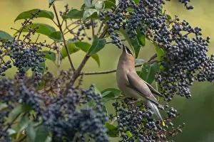 Animal Behaviour Prints: A cedar waxwing (Bombycilla cedrorum)