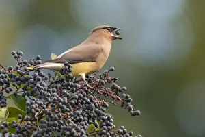Animal Behaviour Prints: A cedar waxwing (Bombycilla cedrorum)