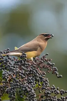 Animal Behaviour Prints: A cedar waxwing (Bombycilla cedrorum)
