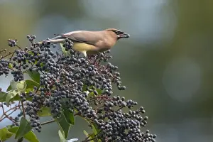 Animal Behaviour Prints: A cedar waxwing (Bombycilla cedrorum)