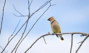 Cedar Waxwing Prints: A cedar waxwing Bombycilla cedrorum pearches on a branch against a blue sky background