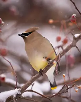 Snowflakes Prints: Cedar waxwing - bombycilla cedrorum - perched in a crab apple tree on an overcast snowy day in Colorado
