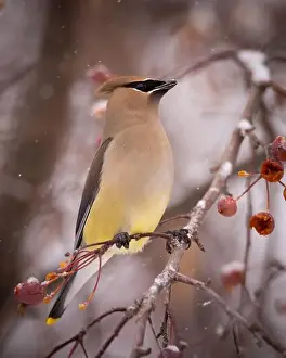 Snowflakes Prints: Cedar waxwing - bombycilla cedrorum - perched in a crab apple tree on an overcast snowy day in Colorado