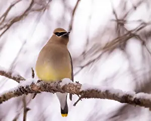 Snowflakes Prints: Cedar waxwing - bombycilla cedrorum - perched in a crab apple tree on an overcast snowy day in Colorado