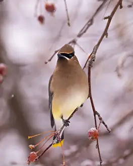 Snowflakes Prints: Cedar waxwing - bombycilla cedrorum - perched in a crab apple tree on an overcast snowy day in Colorado