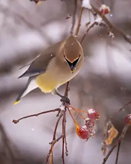 Snowflakes Prints: Cedar waxwing - bombycilla cedrorum - perched in a crab apple tree on an overcast snowy day in Colorado