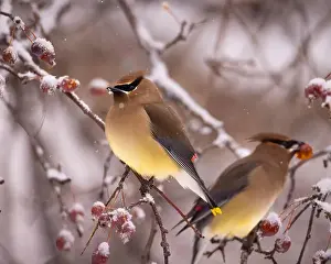 Snowflakes Prints: Cedar waxwing - bombycilla cedrorum - perched in a crab apple tree on an overcast snowy day in Colorado