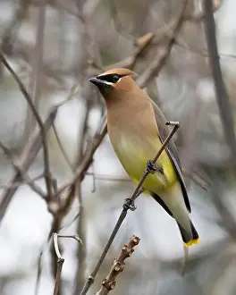 Songbirds Prints: Cedar Waxwing, (Bombycilla cedrorum) Sacramento County California USA