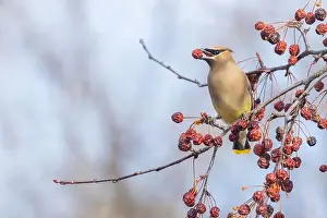 Backyard Birds Prints: cedar waxwing (Bombycilla cedrorum) in spring