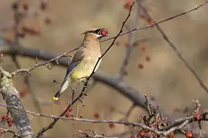 Backyard Birds Prints: cedar waxwing (Bombycilla cedrorum) in spring