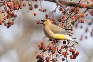 Backyard Birds Prints: cedar waxwing (Bombycilla cedrorum) in spring