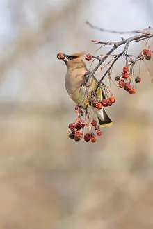 Backyard Birds Prints: cedar waxwing (Bombycilla cedrorum) in spring