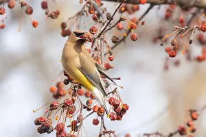 Backyard Birds Prints: cedar waxwing (Bombycilla cedrorum) in spring
