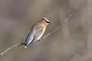 Backyard Birds Prints: cedar waxwing (Bombycilla cedrorum) in spring
